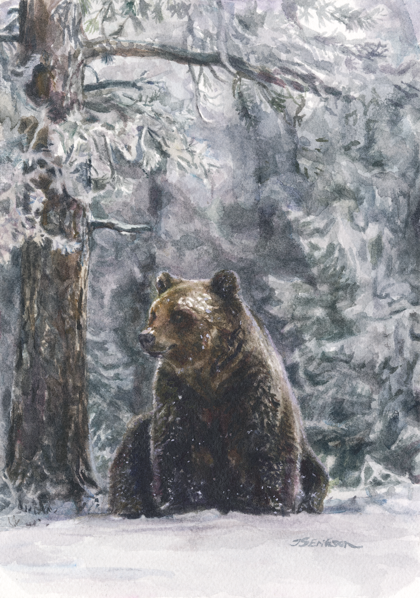 A watercolor painting of a huge bear sitting in the snow beside an oak tree is depicted here. The bear is slightly covered with snow and its head is turned slightly to the left.