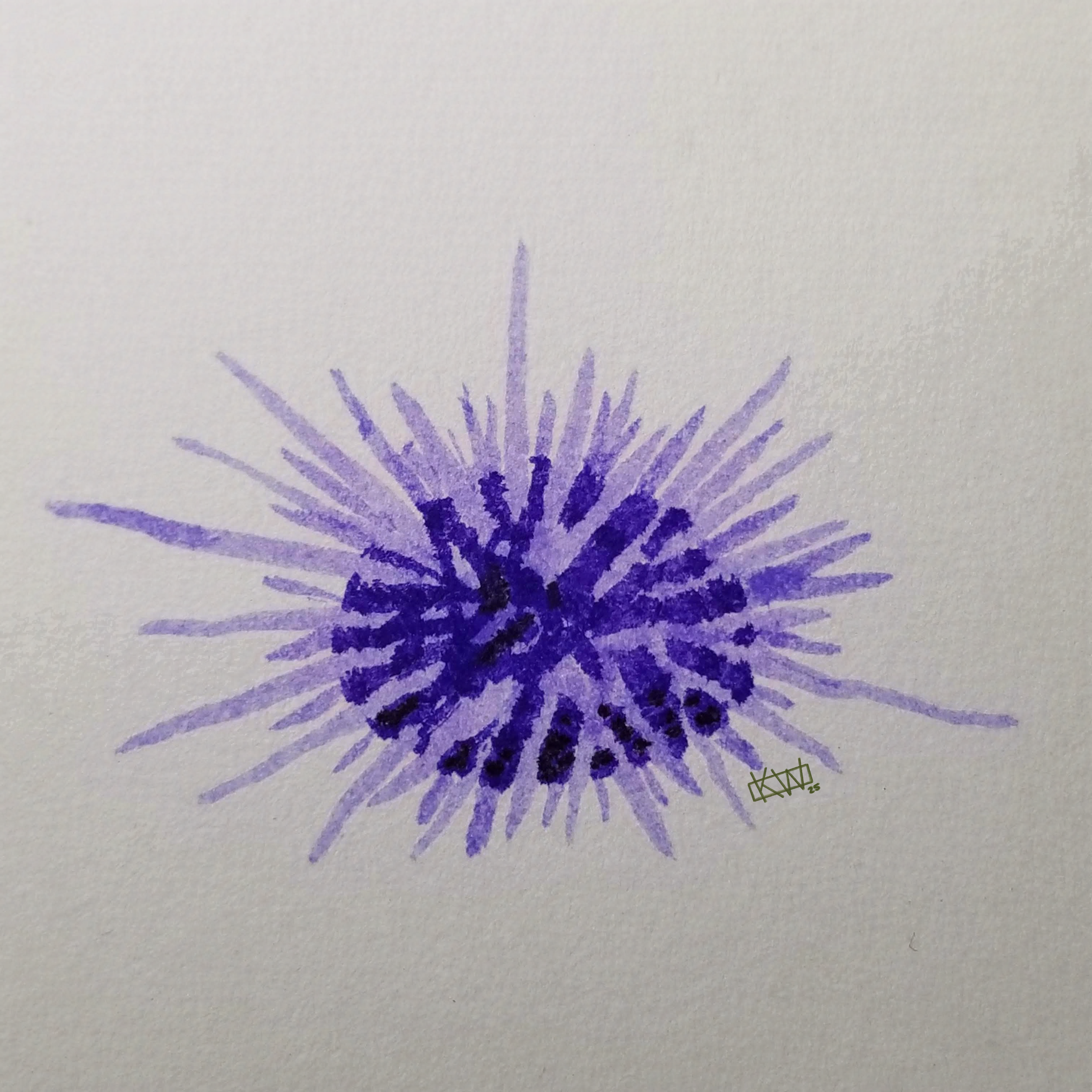Ink doodle of a Pacific Purple Sea Urchin- a small lump of dark purple covered in light purple spikes.
