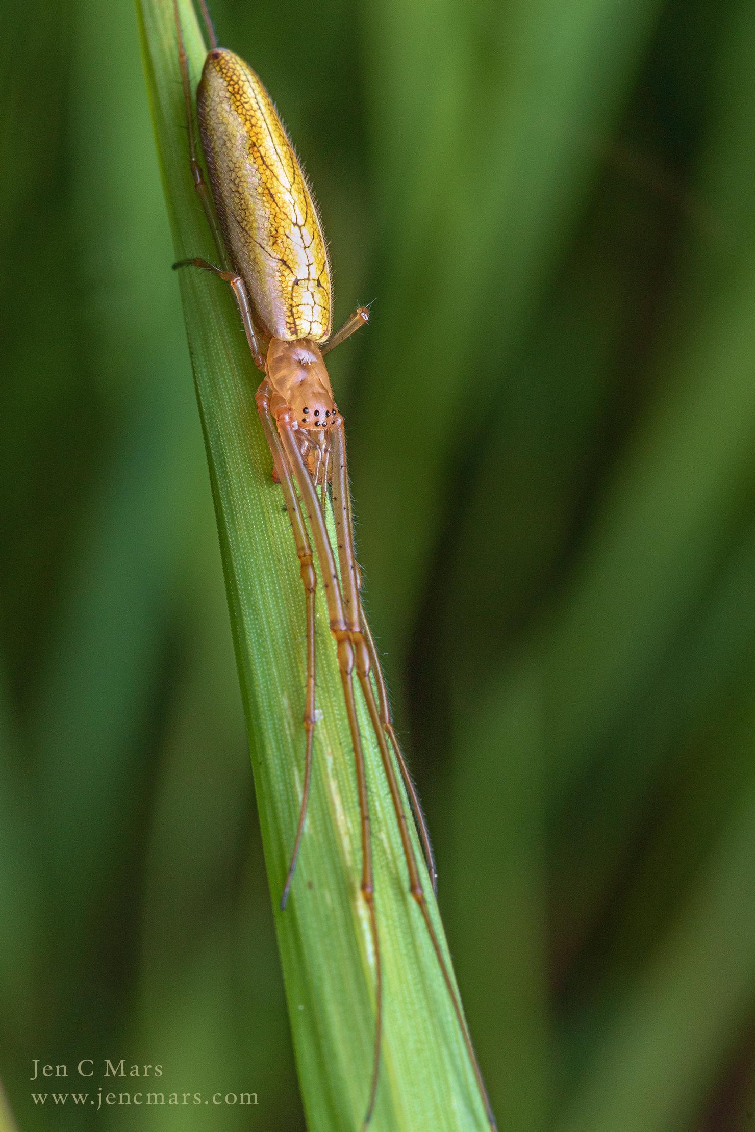Photo of a long spider stretched vertically on a blade of wild grass. It has a beautiful white-gold-black dappled opisthosoma (abdomen), and long chelicerae (fangs) folded underneath its incredibly long legs. It's a pretty spider.