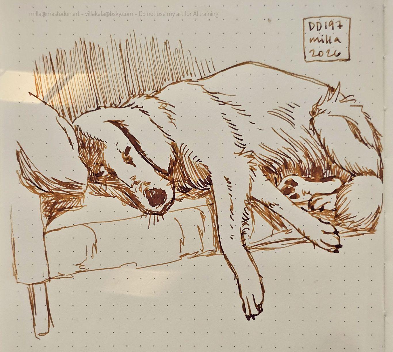 Ink drawing of a sleepy dog, possibly an Irish setter or similar, snoozing comfortably on a couch with its long front paws hanging over the edge. It's drawn with golden brown ink on creamy dotted sketchbook paper.