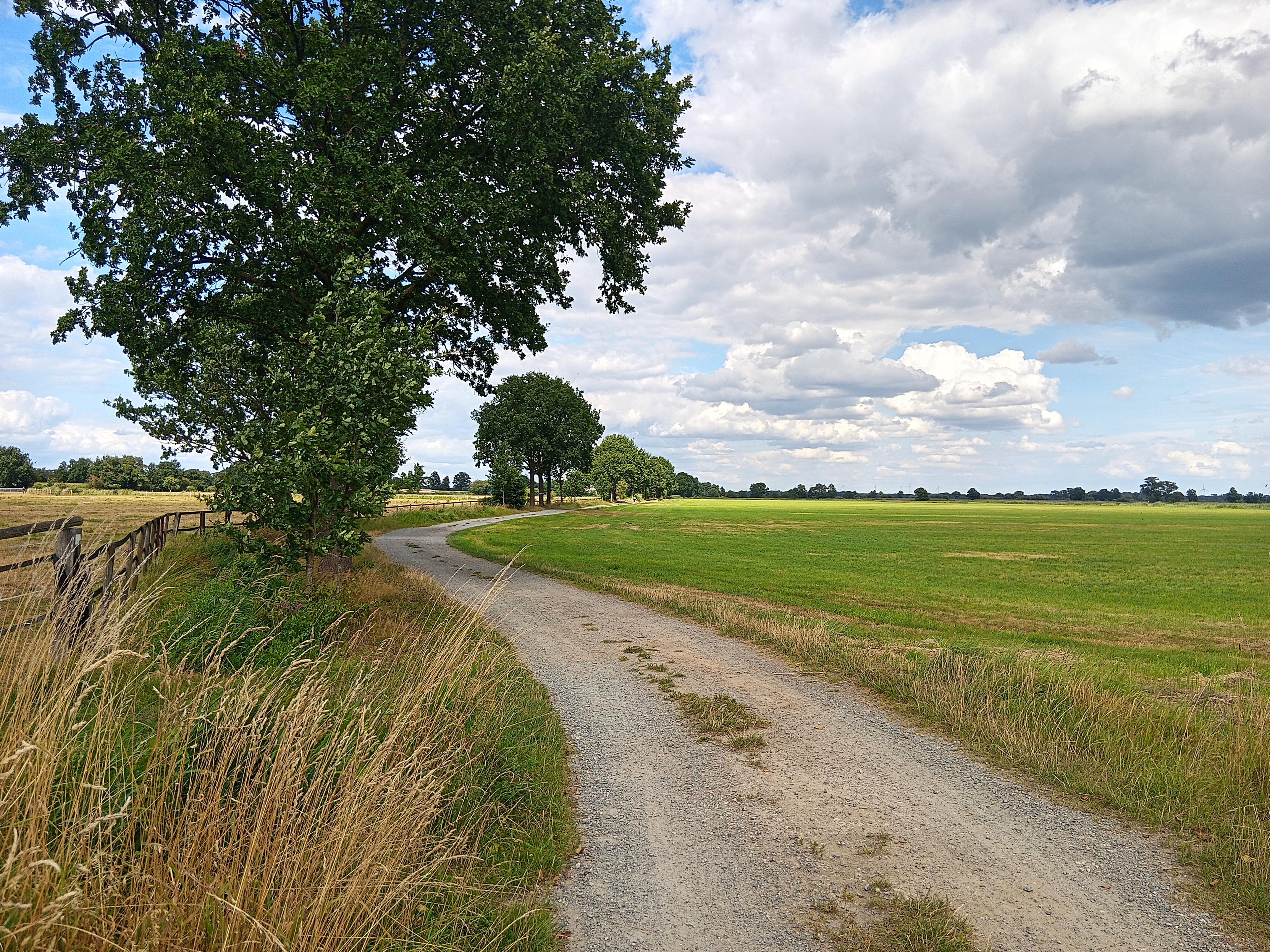 Eine norddeutsche Weidelandschaft im Hochsommer, ein Schotterweg, Bäume, Wolken, weites Land.