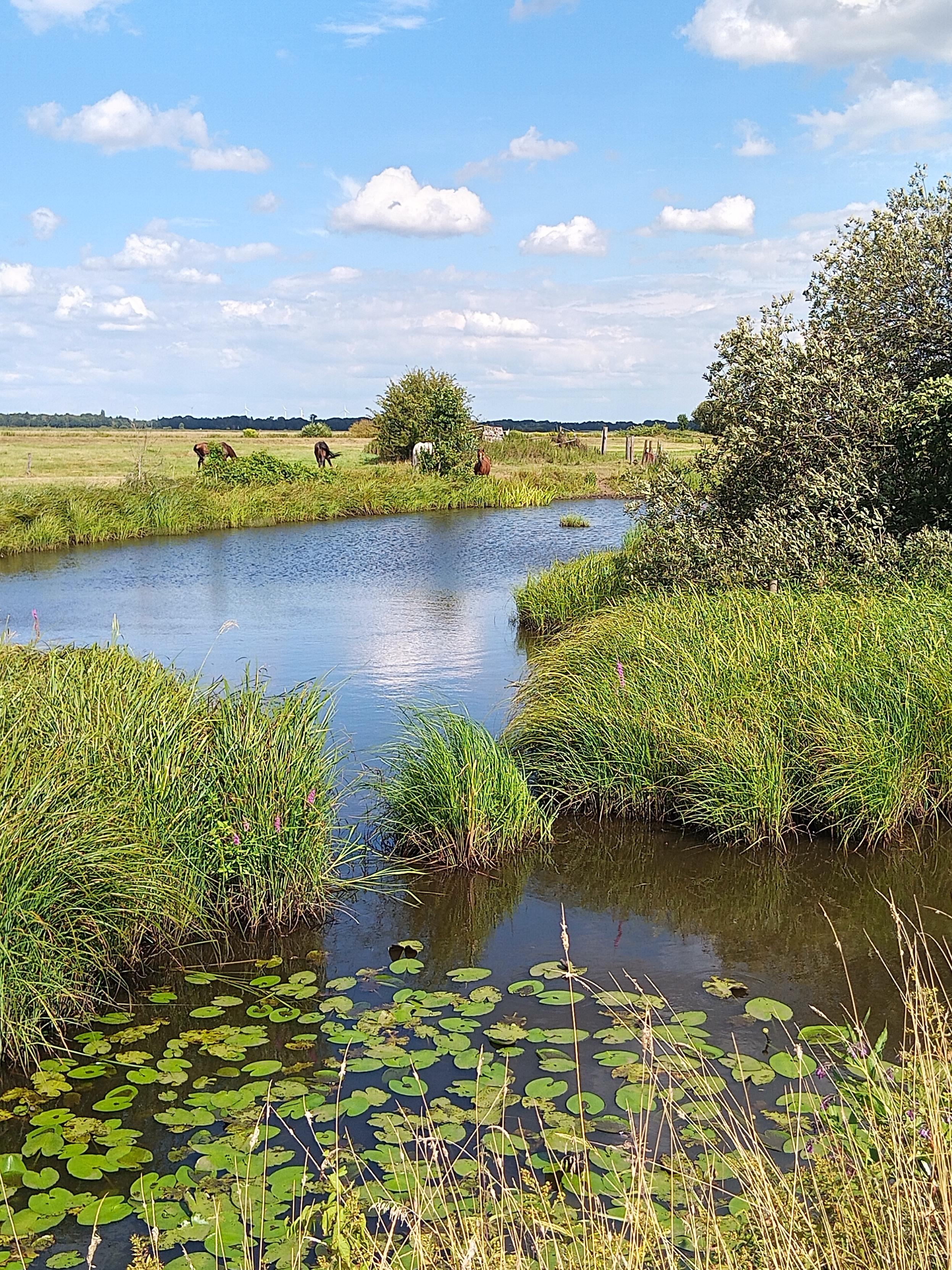 Ein kleiner Teich im Weideland, im Hintergrund Pferde.