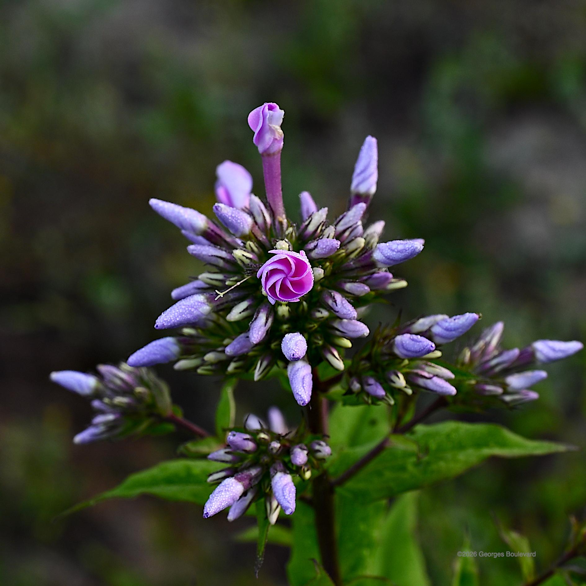 A flower of a Phlox is spiraling to open