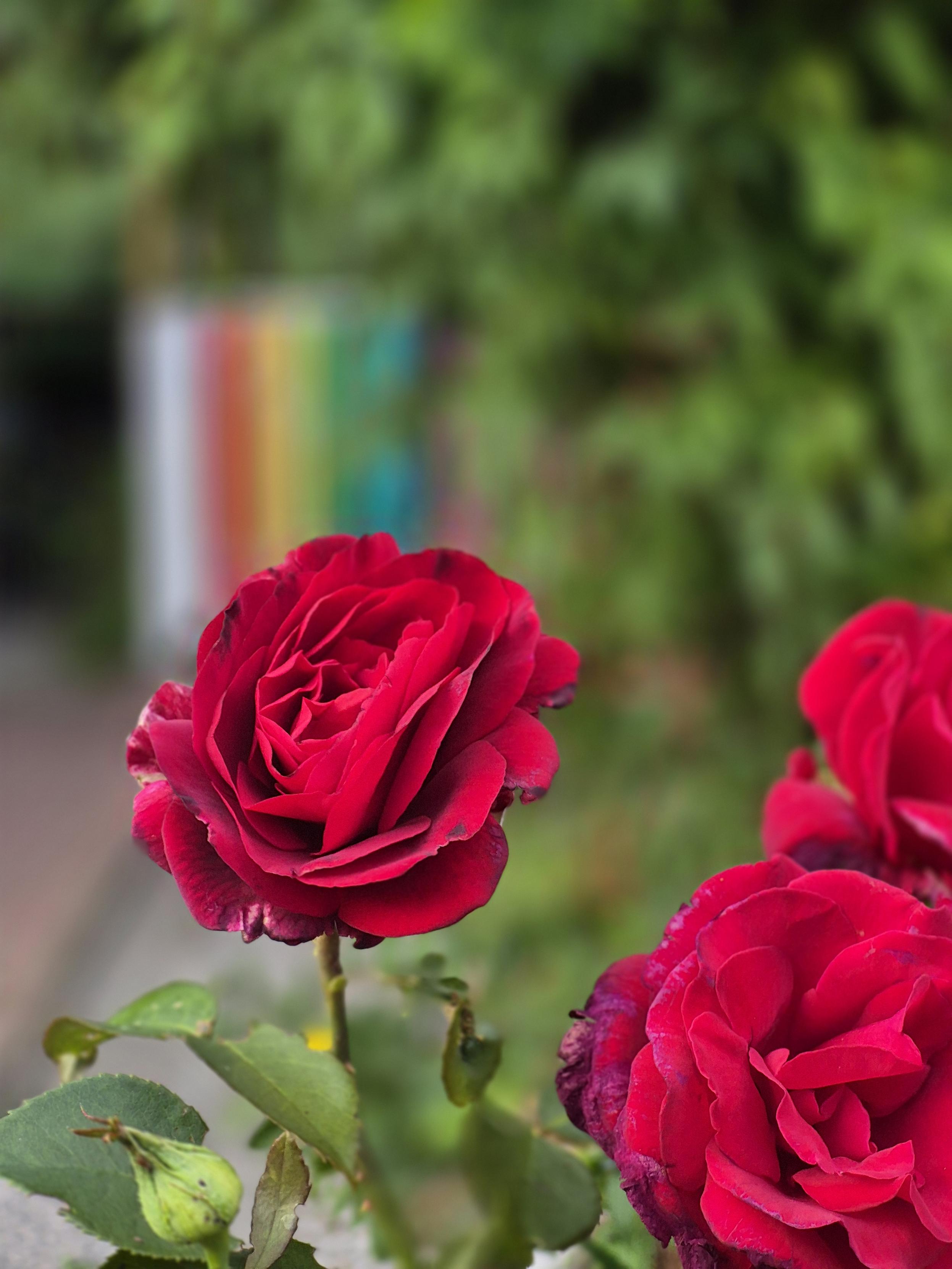 Rote Rose Sorte "Duftzauber"