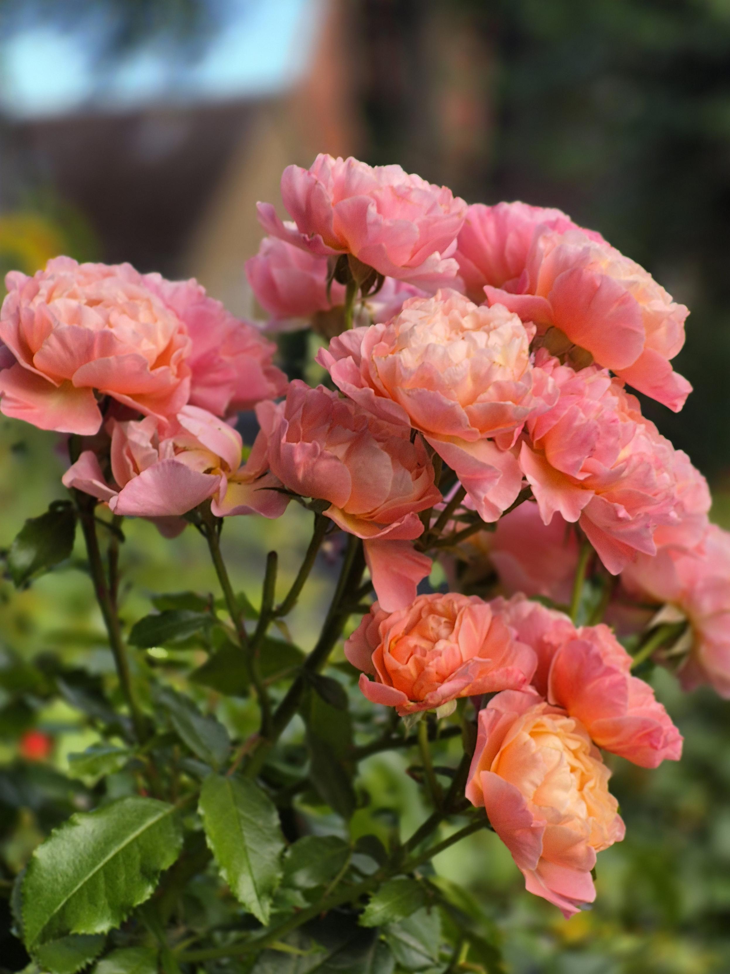 Floribunda Rose Lachs /rosa