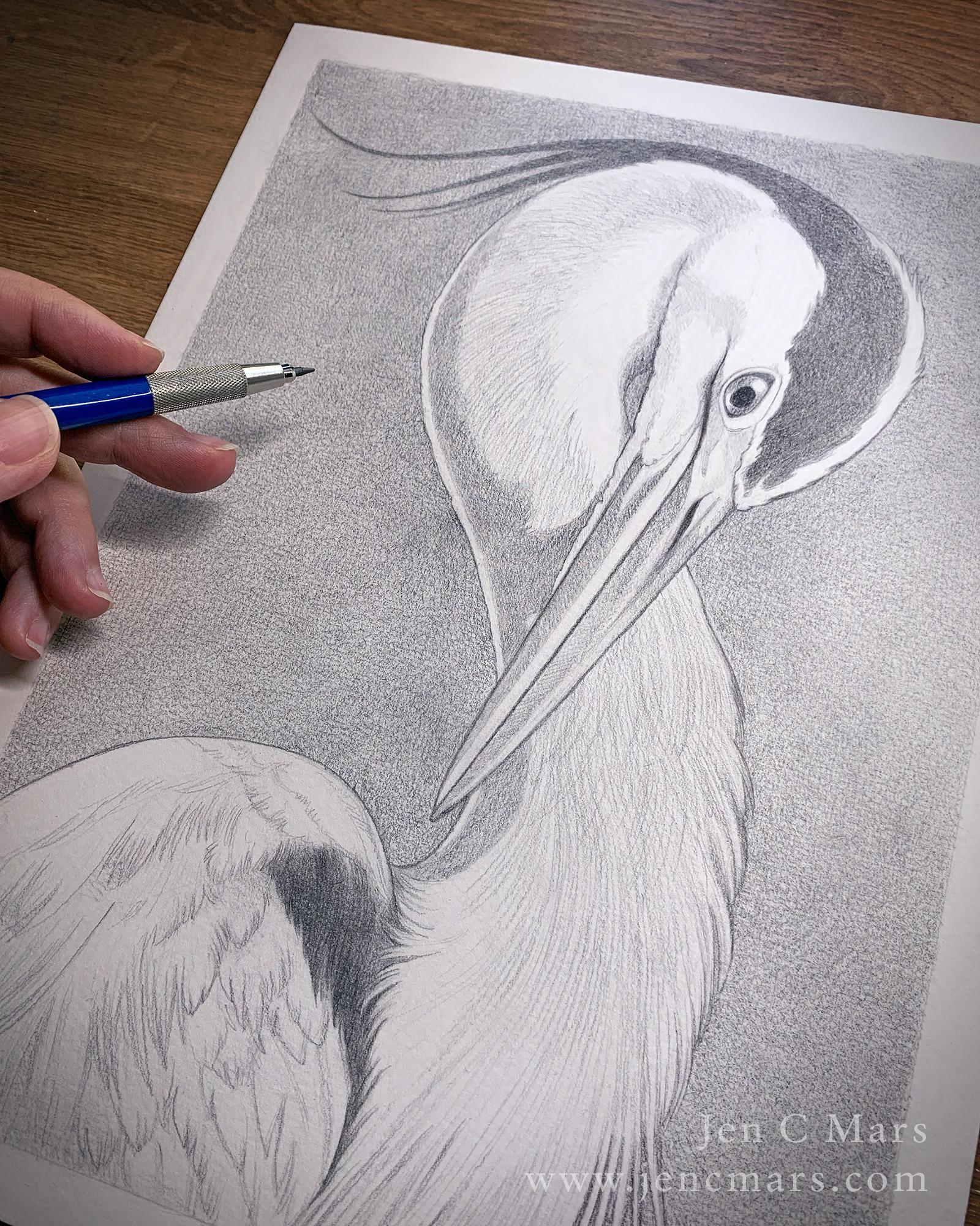 Photo of a fully rendered, semi-realistic pencil drawing of a great blue heron with it's neck curved similar to a figure eight. The drawing is resting on a wood desk and a hand holding a pencil is visible on the left hand side.