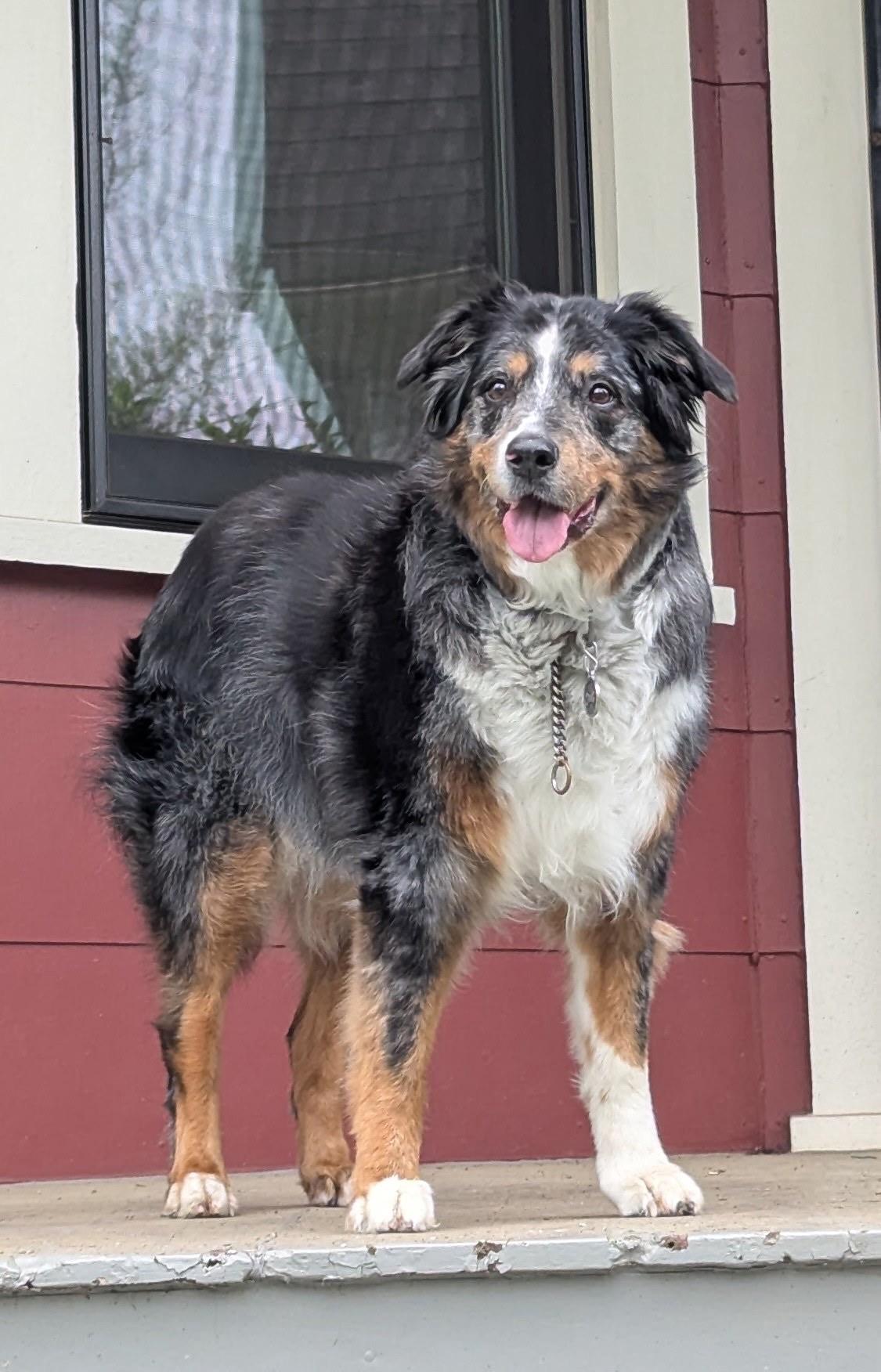 A blue Merle Australian Shepherd (mostly black, grey, tan and white), stands with ears raised on a grey porch in front of the window of a red house.