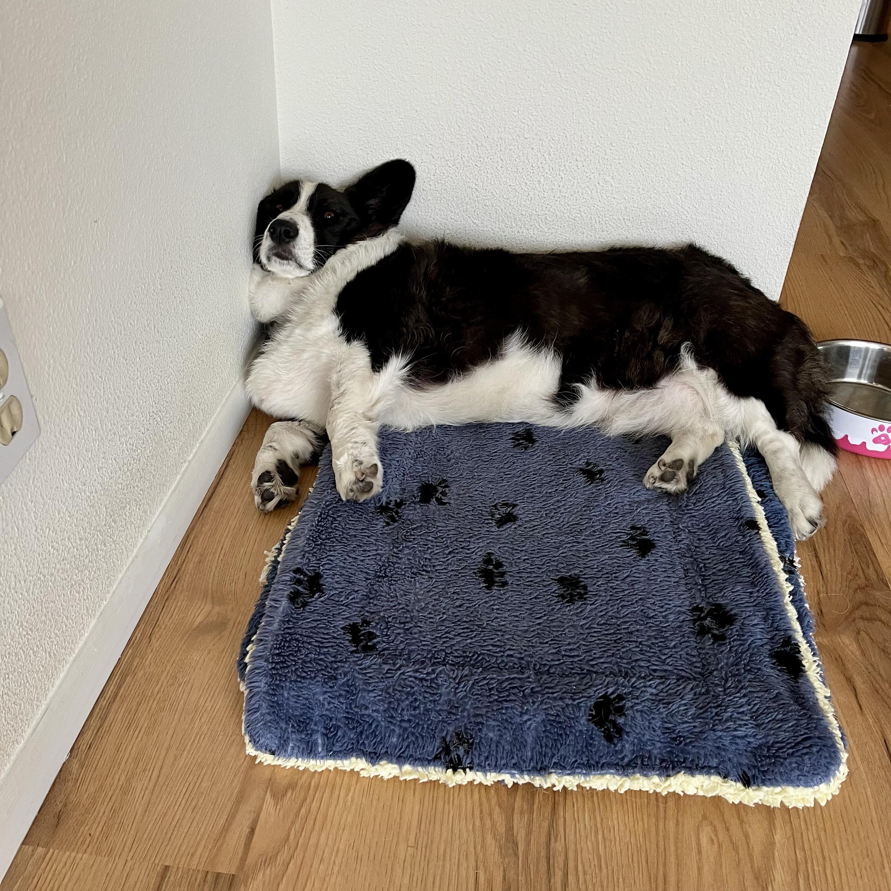 A black and white Cardigan Corgi is lying on a blue pet bed in a corner of a room. The dog appears relaxed, with its body stretched out and its head resting against the wall. A dog bowl is next to the bed.