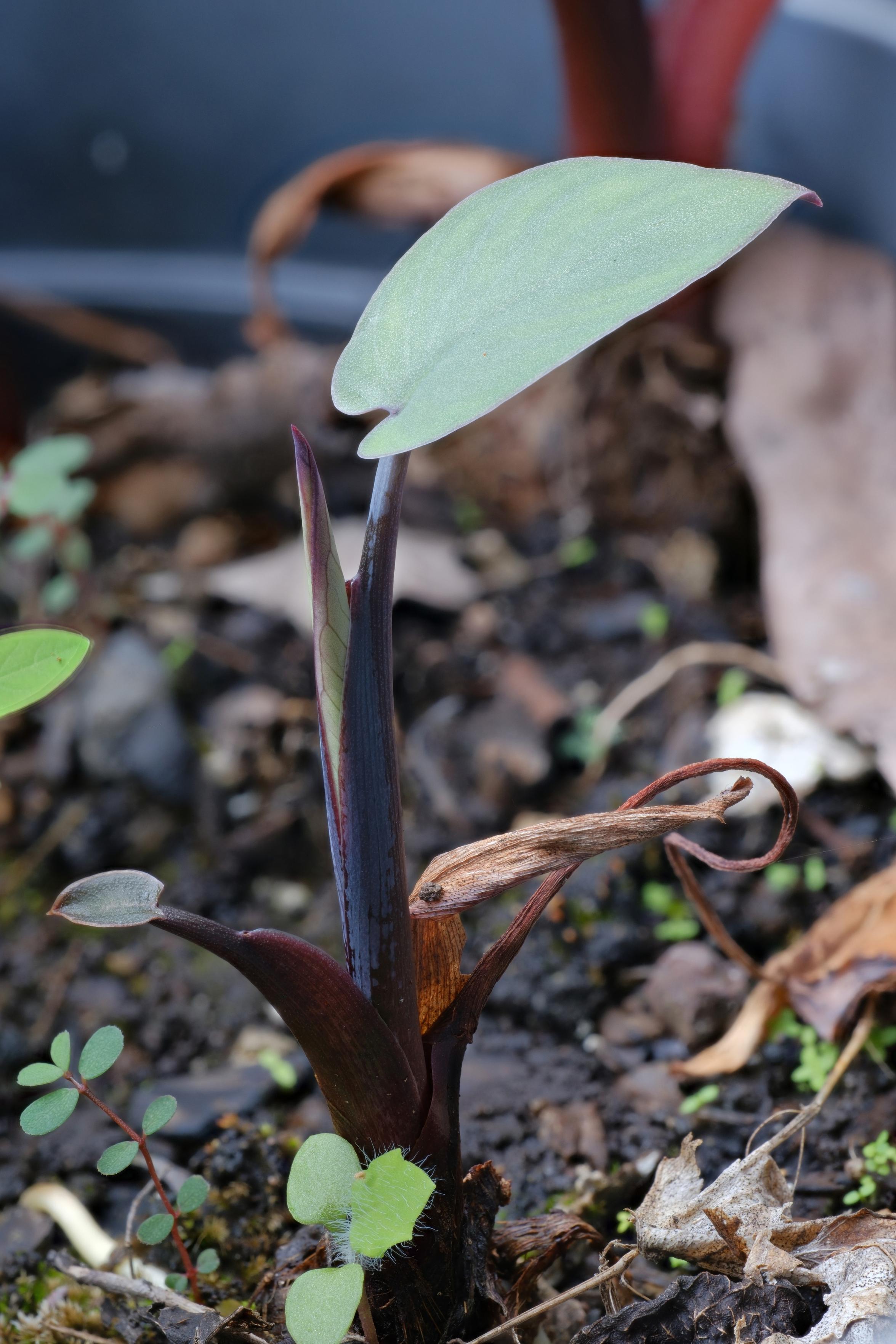 A macro photo of tiny plant about 7cm tall. It has one large leaf a tiny second leaf, and a rolled up leaf growing from the middle.