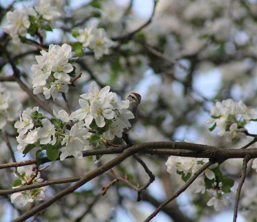 A chipping sparrow peering around a cluster of white apple blossoms, in a veritable sea of blossoms. The sparrow has a reddish cap on their head, a black eye stripe, and a pale grey breast.