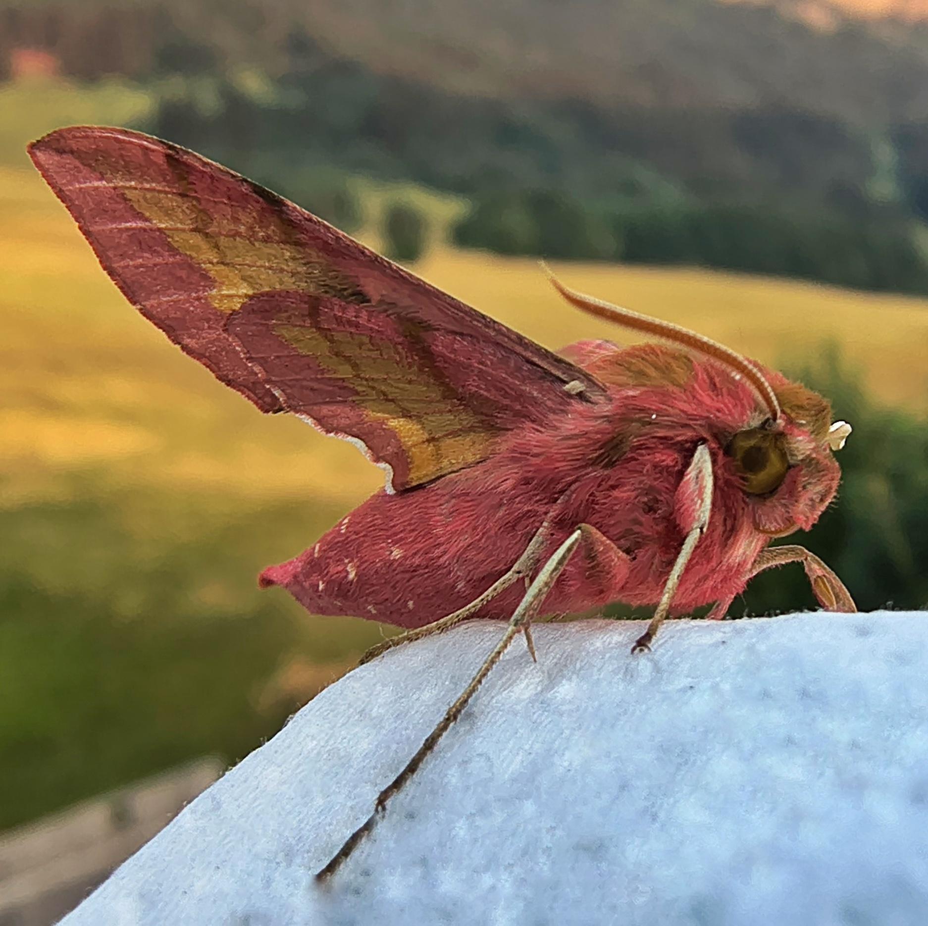 Sphinx des vignes sur fond de verdure