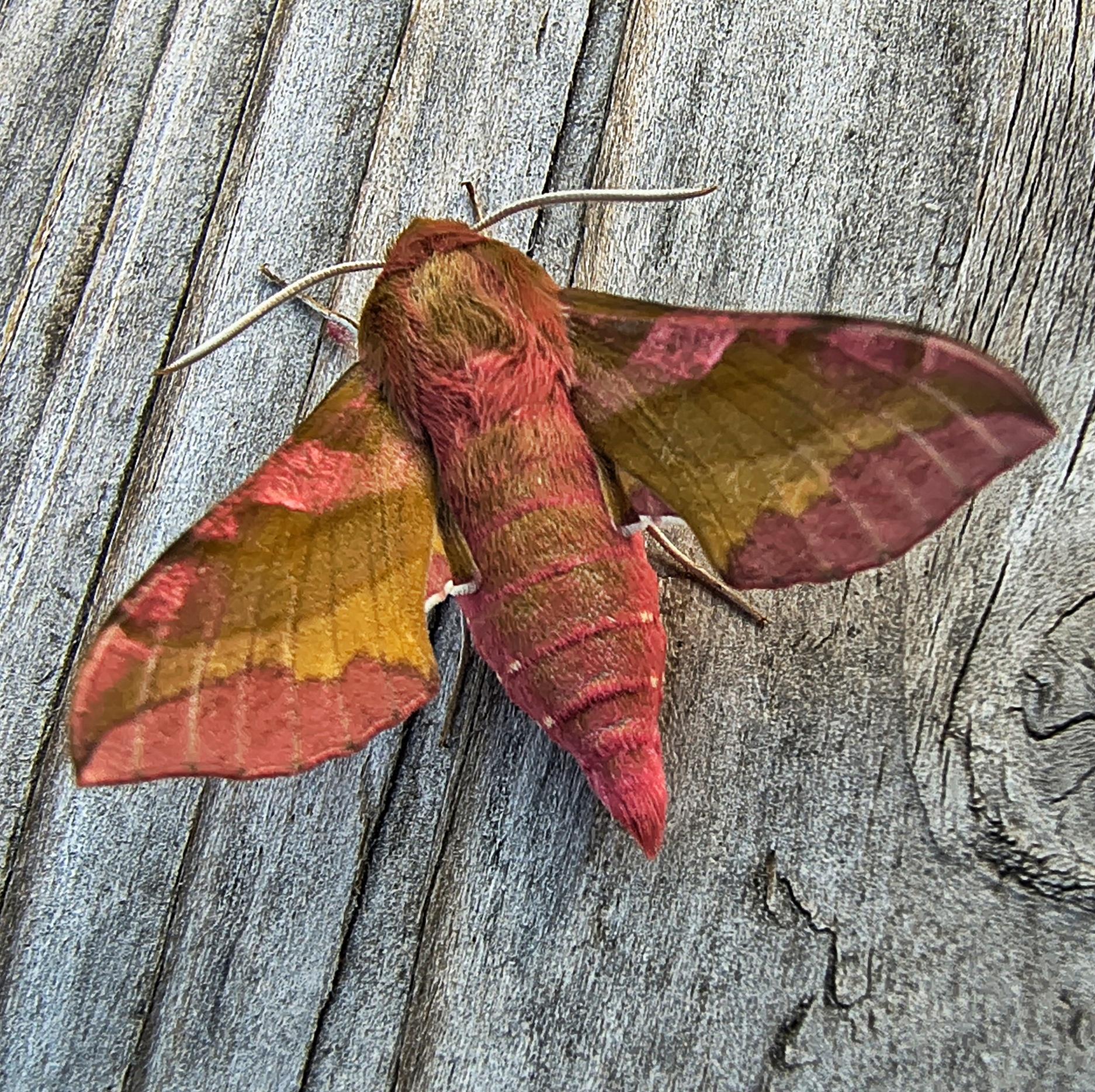 Sphinx des vignes sur une planche de bois grise.