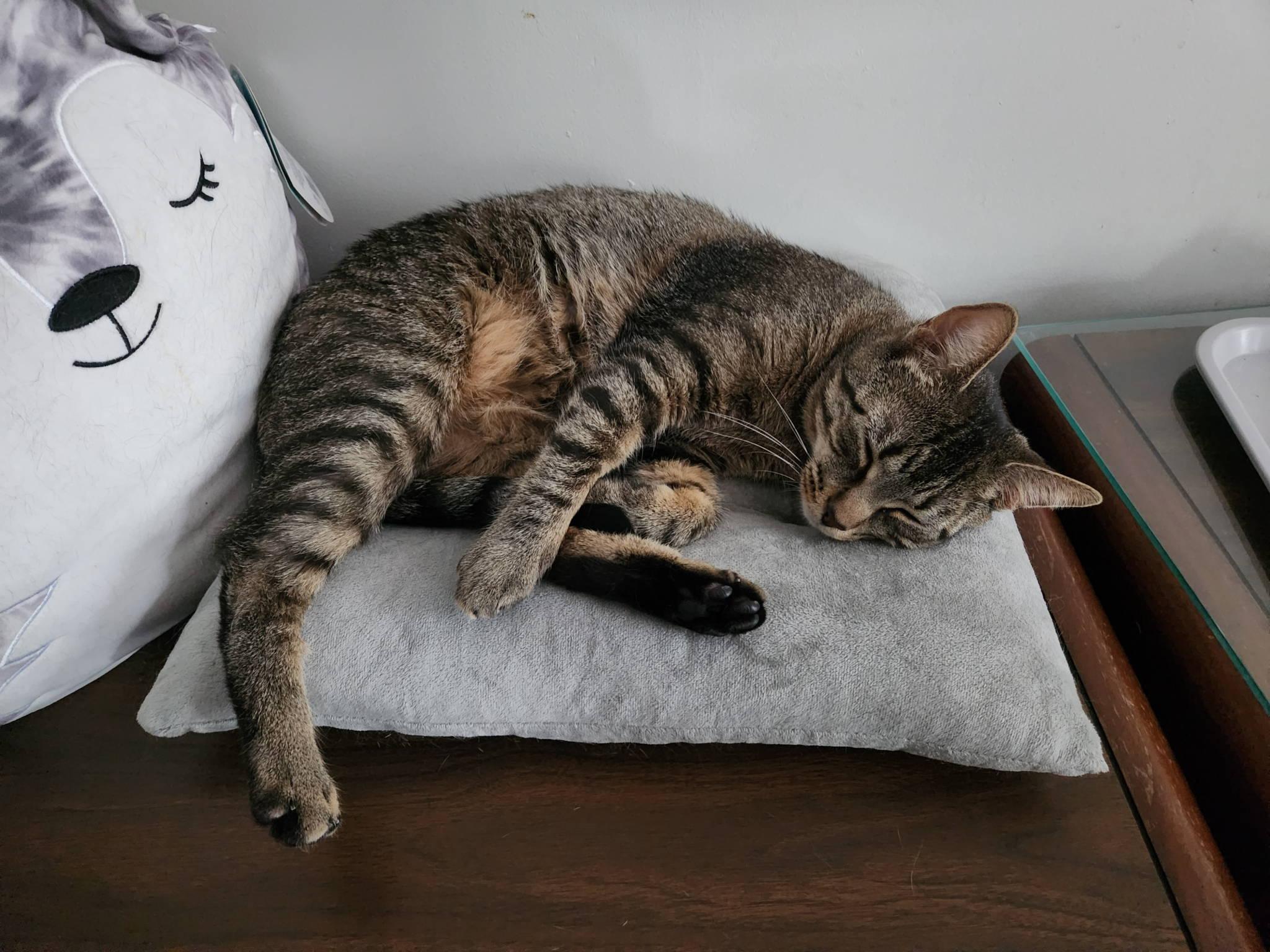 A tan and black striped cat sleeping on a chair cushion that's sitting on top of a large bed side table