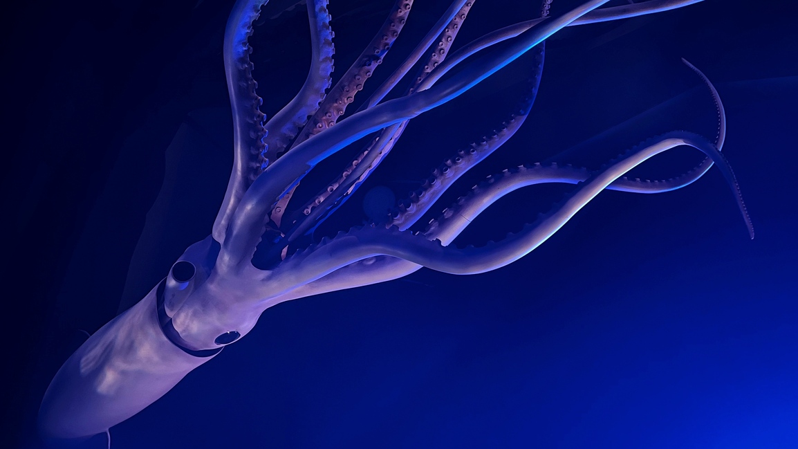 Berzerkraccoon's profile header