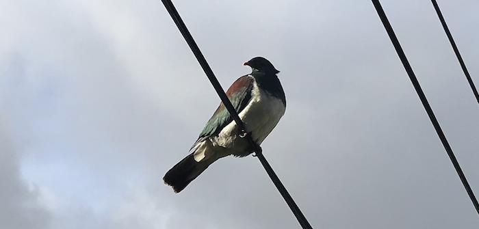 OneSadCookie's profile header