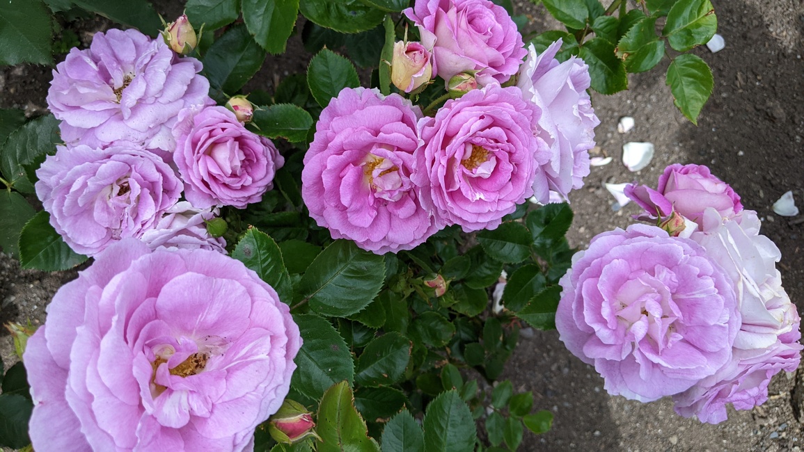 hugh's profile header