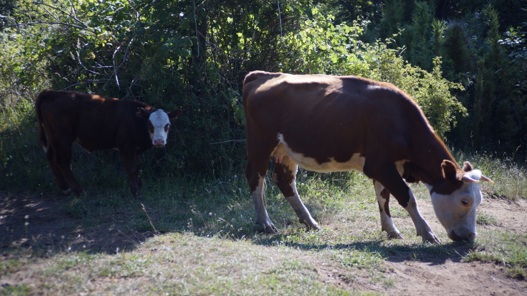 Hojaverde's profile header