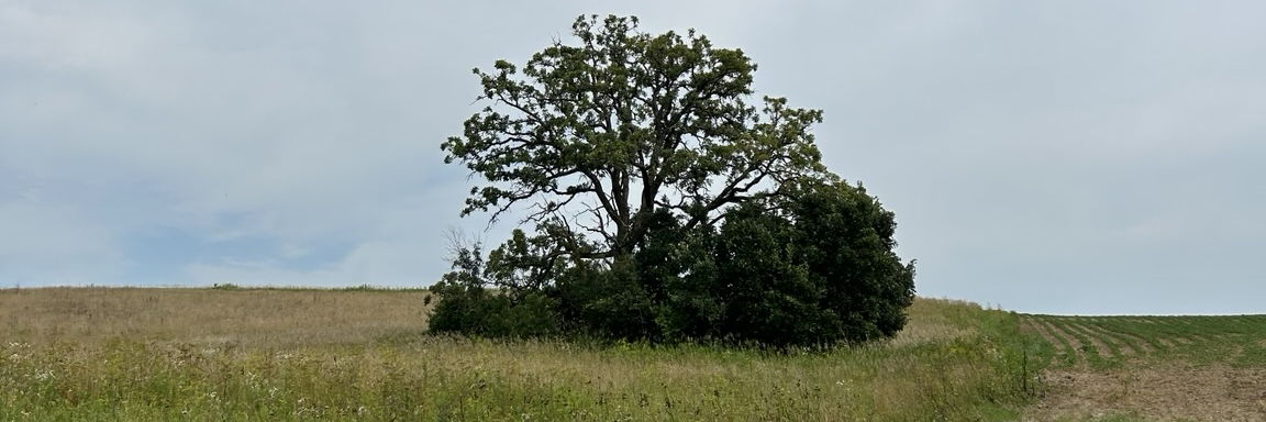 Emearge's profile header