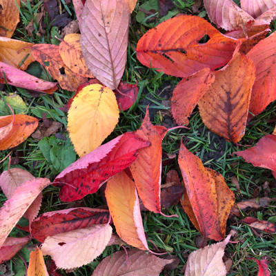 annavirrpanna's avatar