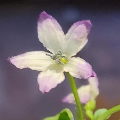 thebiologistisn's avatar