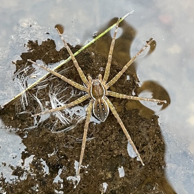 dolomedes's avatar