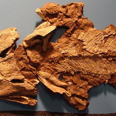 darth_tiktaalik's avatar
