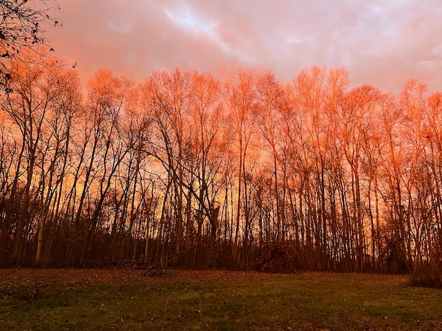 callisto's profile header