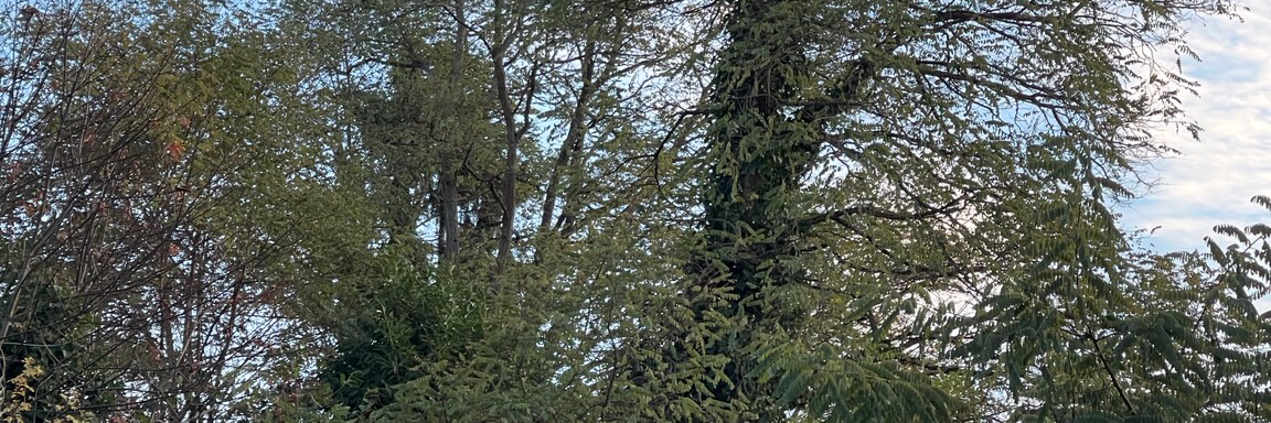 marcosalvi's profile header