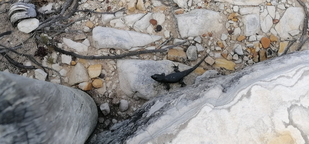 Zumbador's profile header