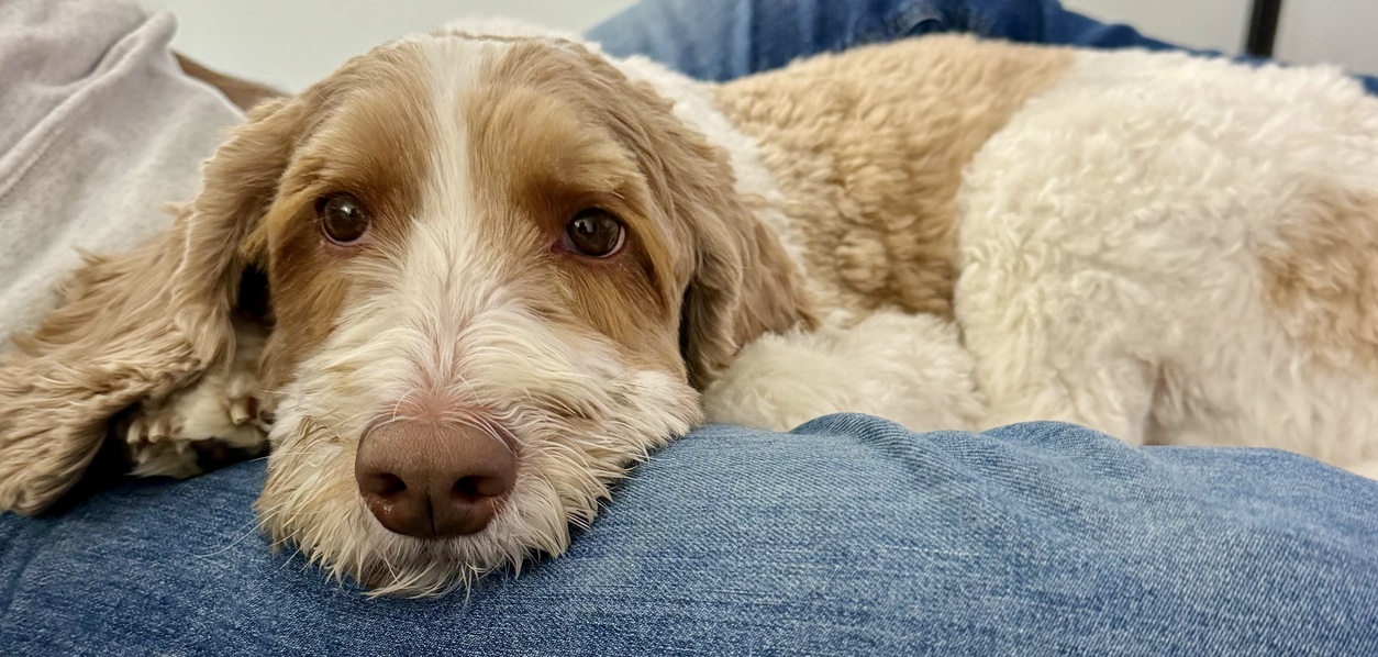 GottaLaff's profile header