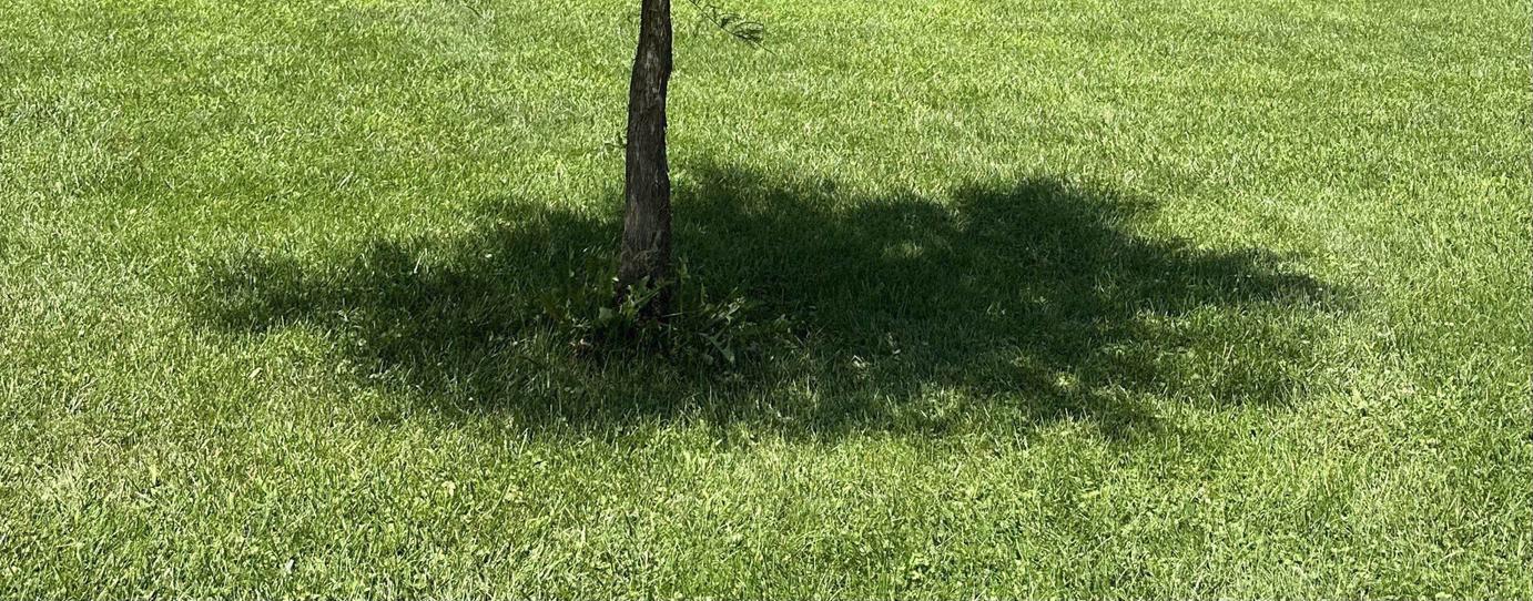 SiobhanMasked's profile header