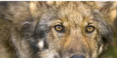 WolfDancer's profile header