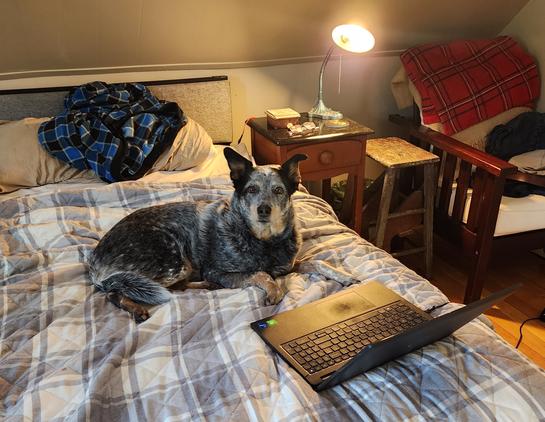 Australian Cattle Dog, mostly blue Merle coloring, laying on a bed in front of an open laptop, well positioned as if she were actually about to get working.