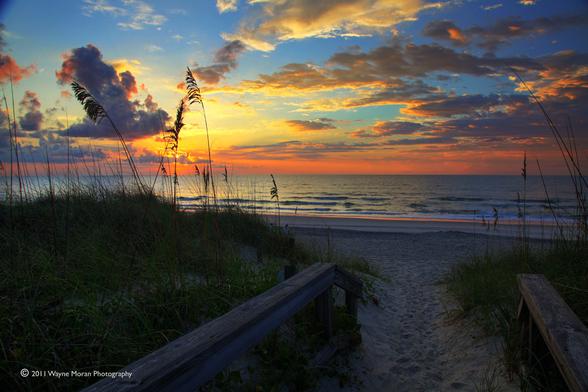 Sand dunes on the Seashore at Sunrise - Carolina Beach North Carolina

The beaches of North Carolina are known for their sand dunes. These dunes are small sand hills covered with a type of coarse seaside grass that actually hold the dunes in place. So not only are they lovely and create a more mysterious view of the beach they also perform a very practice purpose of holding the beach in place and reducing erosion in times of huge storms like the recent hurricane Irene. And these dunes are also very picturesque.

A few of the local attractions are
- The boardwalk
- Fort Fisher
- Kure Beach Pier
- North Carolina Aquarium at Fort Fisher
- Carolina Beach State Park
- Carolina Beach Pier

https://fineartamerica.com/featured/sand-dunes-on-the-seashore-at-sunrise-carolina-beach-nc-wayne-moran.html

Read more: https://waynemoranphotography.com/photography/the-beauty-of-north-carolina-beaches/

#beach #ocean #NorthCarolina #Atlantic #nature #Southeast #coastal #sunrise #landscape #photography #landscapephotography

#Ayearforart #buyintoArt #fineart #art #FillThatEmptyWall #homedecorideas #homedecor #wallartforsale #wallart #homedecoration #interiordesign #interiordesignideas #interiordesigner #colorful #greetingcards #giftideas #giftidea