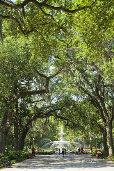 Iconic Fountain Forsyth Park Savannah Georgia Vertical

A person strolls leisurely along a path in a verdant park with a decorative fountain in the background. Majestic trees draped with Spanish moss provide a serene canopy above park benches lining the walkway.

A quintessential stop on any Savannah itinerary is Forsyth Park, a sprawling green oasis in the historic district. Framed by moss-draped oak trees and adorned with vibrant azaleas, this park is a haven for locals and visitors alike. The centerpiece of Forsyth Park is its iconic fountain, a stunning white landmark that serves as a symbol of the city’s timeless elegance. Whether you’re taking a leisurely stroll, enjoying a picnic, or simply soaking in the ambiance, Forsyth Park offers a serene escape from the bustle of everyday life.

https://fineartamerica.com/featured/iconic-forsyth-park-fountain-savannah-georgia-vertical-wayne-moran.html

Read more: https://waynemoranphotography.com/blog/exploring-the-charm-of-the-american-south-east-in-springtime/

#Fountain #ForsythPark #Savannah #Georgia #southernCharm #travel #summer #southeast 
#south  

#Ayearforart #buyintoArt #fineart #art #FillThatEmptyWall #homedecorideas #homedecor #wallartforsale #wallart #homedecoration #interiordesign #interiordesignideas #interiordesigner #colorful #greetingcards #giftideas #giftidea