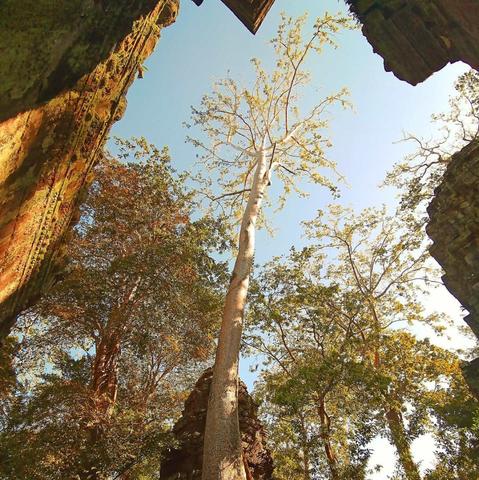 Photo shows a tall, white tree stretching up towards a blue sky. It is framed by ancient temple structures on three sides, and some lower trees on the fourth side.