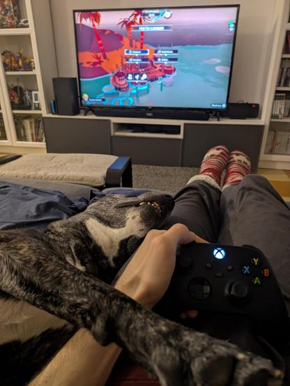 Yo jugando a Dredge con mi perro durmiendo encima mío.