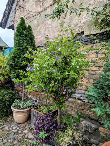 A vibrant Lycianthes rantonnetii shrub, commonly known as the Blue Potato Bush, takes centre stage in this garden scene. The shrub is covered in a multitude of small, star-shaped flowers in shades of purple and white, contrasting beautifully with its lush green foliage. It is planted in a rustic wooden planter box.
To the left of the Lycianthes, a neatly trimmed conical evergreen tree, possibly a thuja, stands in a terracotta pot. At the base of the Blue Potato Bush, a cluster of deep purple leafy plants adds further colour and texture.
The backdrop consists of a weathered brick wall, partially covered with climbing plants and showing signs of age and character. The ground is paved with irregular cobblestones, typical of a garden path or patio. Other greenery, including more shrubs and foliage, can be seen around the edges of the frame, suggesting a well-tended and established garden setting.