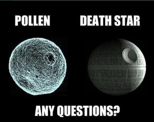 Side by side images of a microscopic pollen and the Death Star from Star Wars, intending to show that both are round globes with one bump.

Meme text reads, "Pollen... Death Star...Any questions?"