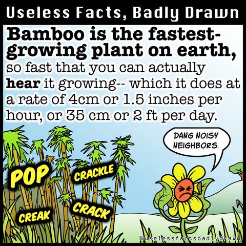 Bamboo is the fastest-growing plant on earth, so fast that you can actually hear it growing-- which it does at a rate of 4cm or 1.5 inches per hour, or 35 cm or 2 ft per day.