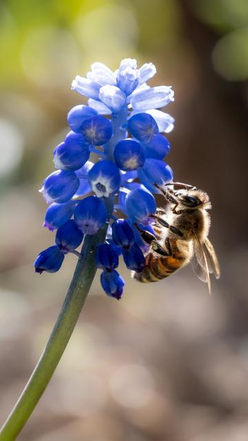 A close-up photograph of a honeybee collecting nectar from a vibrant blue grape hyacinth flower. The bee is clinging to the small, bell-shaped blossoms, with its wings partially visible and its body illuminated by sunlight. The background is softly blurred, emphasizing the detailed textures of the flower and the bee.
