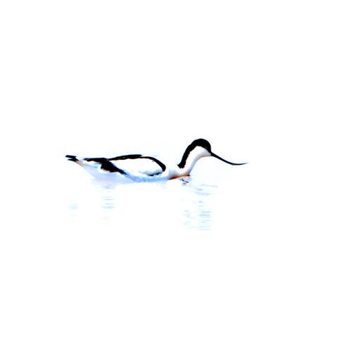 𝗣𝗶𝗰𝘁𝘂𝗿𝗲 𝗗𝗲𝘀𝗰𝗿𝗶𝗽𝘁𝗶𝗼𝗻 (𝗘𝗻𝗴): It's a high-key image, dominated by whites and some hints of black. It shows a pied avocet swimming, with its characteristic black and white coloration and long, dark, upward-curved beak. The waters are also white, due to the reflections of a clear cloudy sky and the high-key effect applied during the photographic processing.

𝗗𝗲𝘀𝗰𝗿𝗶𝗽𝗰𝗶𝗼́𝗻 (𝗘𝘀𝗽): Es una imagen en clave alta, por lo tanto, con dominio de blancos y algunos toques de negro. Se ve a una avoceta nadando, con su característica coloración blanquinegra y su largo y oscuro pico curvado hacia arriba. Las aguas son de color blanco, también, debido a los reflejos de un cielo nuboso claro y a la clave alta aplicada en el revelado fotográfico.