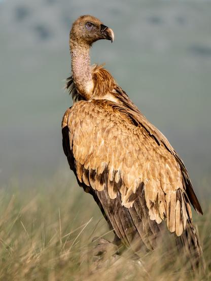 𝗣𝗶𝗰𝘁𝘂𝗿𝗲 𝗗𝗲𝘀𝗰𝗿𝗶𝗽𝘁𝗶𝗼𝗻 (𝗘𝗻𝗴): Full view of a Griffon Vulture perched on a ground covered with wild grass. The vulture is in profile with its body to the left, but its head is turned to the right.

𝗗𝗲𝘀𝗰𝗿𝗶𝗽𝗰𝗶𝗼́𝗻 (𝗘𝘀𝗽): Vista completa de un Buitre Leonado posado en un suelo cubierto de plantas herbáceas silvestres. El buitre esta de perfil con el cuerpo hacia la izquierda, pero vuelve su cabeza a la derecha.