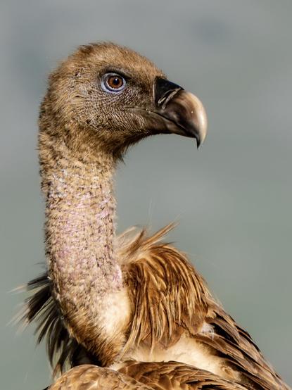 𝗣𝗶𝗰𝘁𝘂𝗿𝗲 𝗗𝗲𝘀𝗰𝗿𝗶𝗽𝘁𝗶𝗼𝗻 (𝗘𝗻𝗴): Detail of the previous photograph showing the long neck and fierce head of the Griffon Vulture.

𝗗𝗲𝘀𝗰𝗿𝗶𝗽𝗰𝗶𝗼́𝗻 (𝗘𝘀𝗽): Detalle de la fotografía anterior mostrando el largo cuello y la feroz cabeza del Vuitre Leonado.
