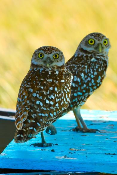 Two impossibly cute owls stare at the camera.