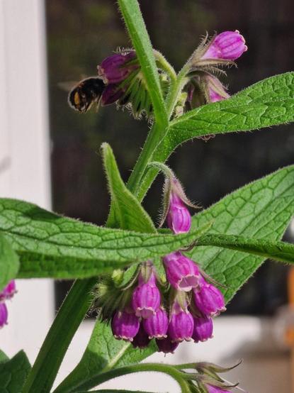 Blüten mit Hummel (Handykamera)