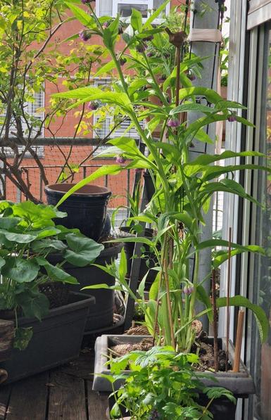 Komplette Staude mit Blüten auf Balkonien