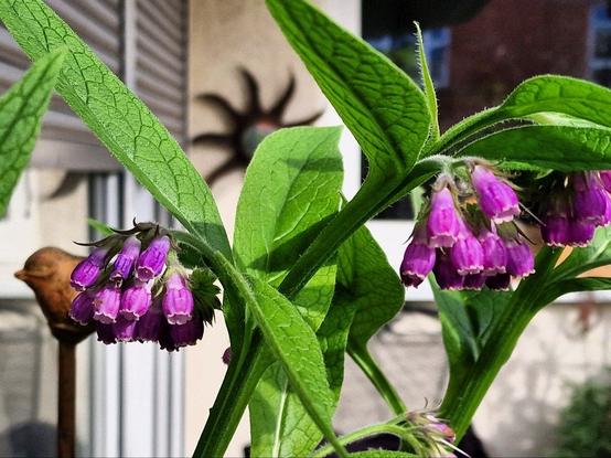 Blüten (Handykamera)