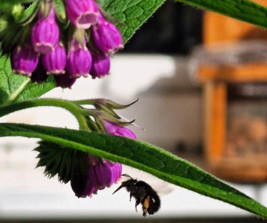 Blüten mit Hummel (Handykamera)
