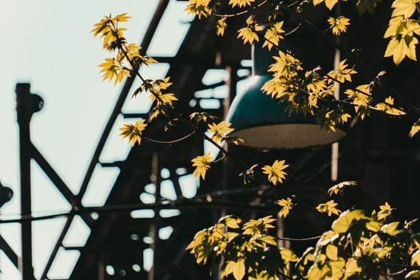 A photo of some tree branches in front of an old industrial building. A light blue lamp is visible behind the tree